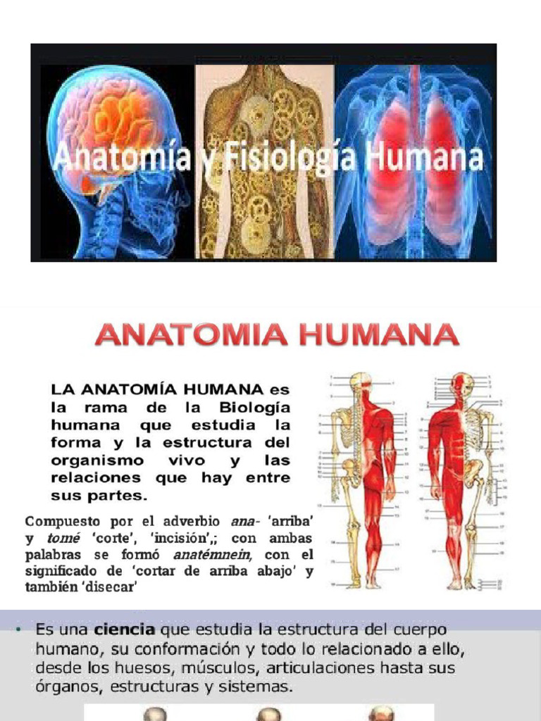 Anatomy visual data 3