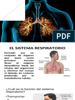 Sistema Respiratorio