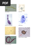 Formas Evolutivas Dos Parasitas Nas Fezes