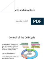 Cell Cycle