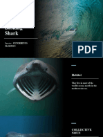 Basking Shark