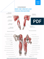 Arbeitsblatt Muskeln Des Menschen Uebersicht Beschriftet