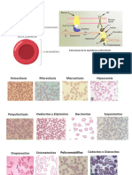 Eritrocitos Linfocitos T y B KBC