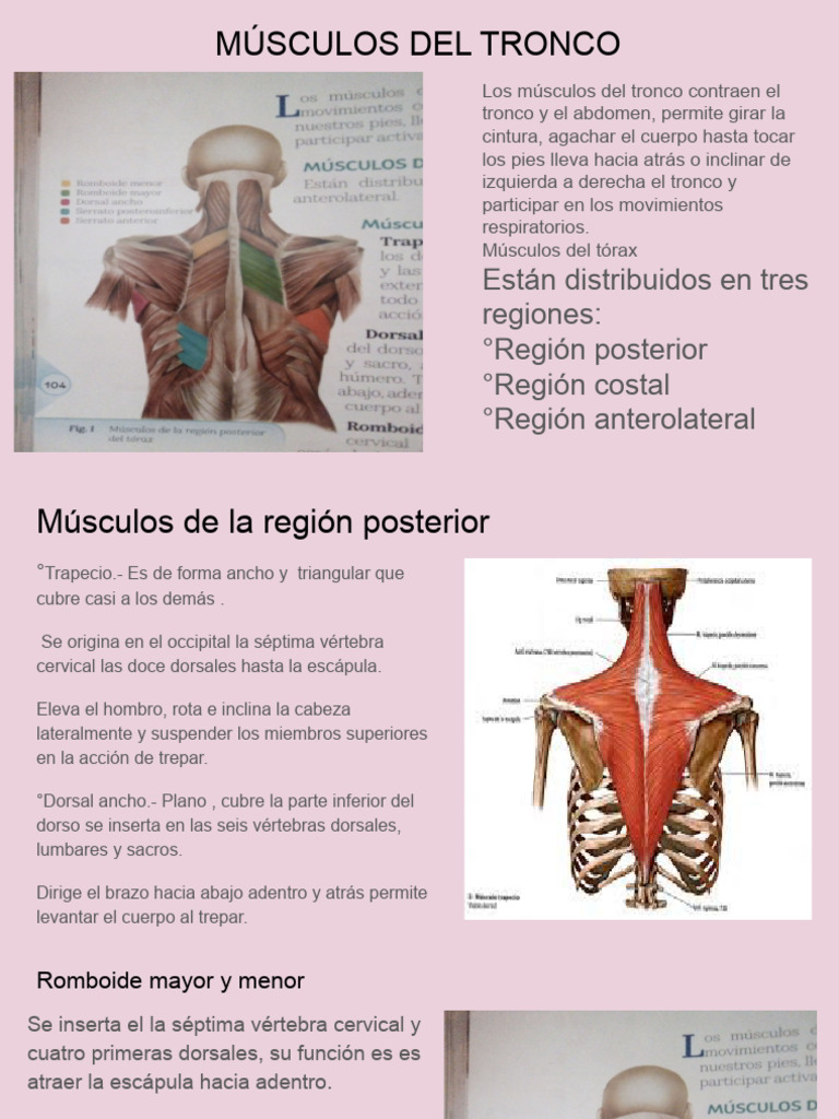 M sculos Del Tronco Anatom a Y Funciones PDF Abdomen T rax