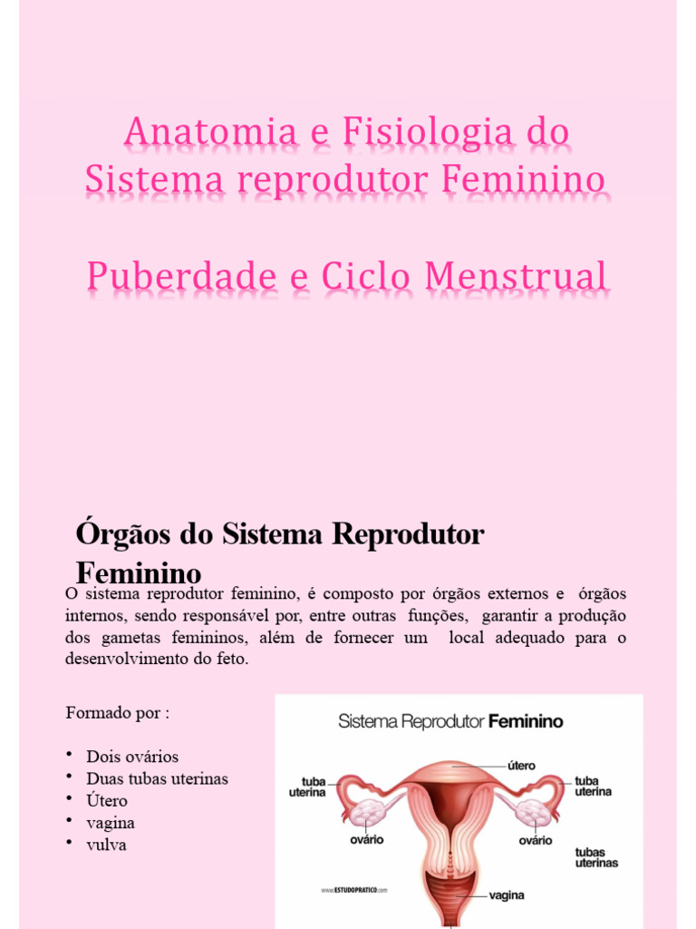Anatomia do Sistema Reprodutor Feminino | PDF | Ovário | Menstruação