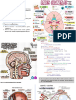 Pares Craneales
