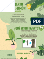Injerto Lima A Limon Ingeniería Ambiental