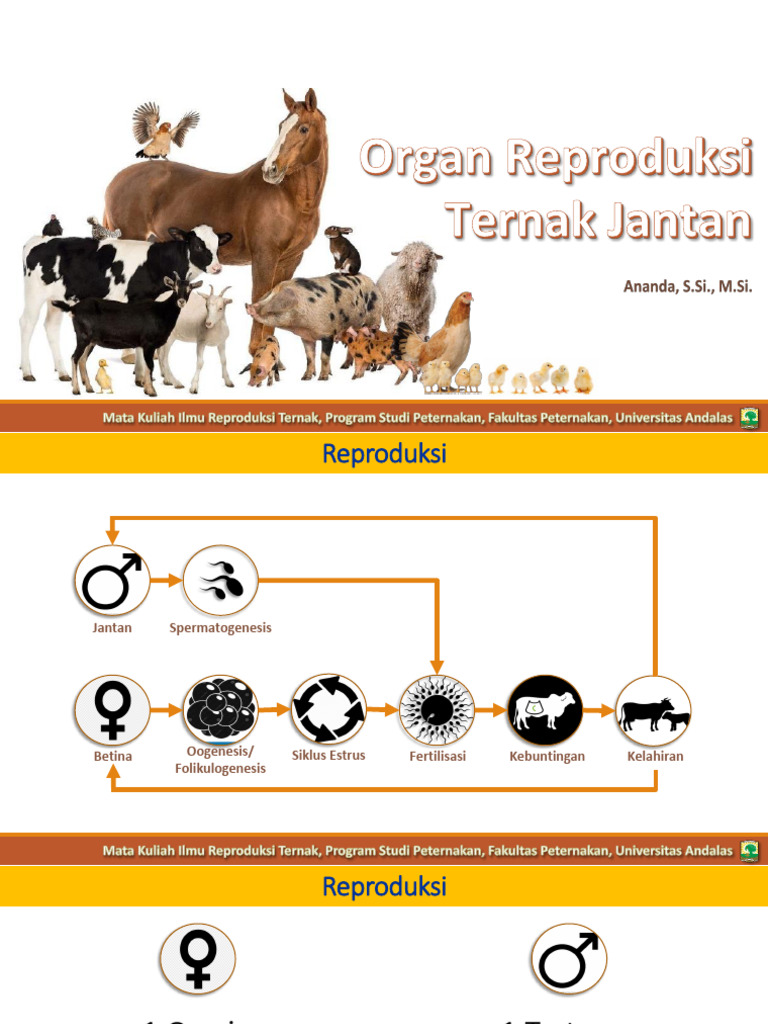 Organ Reproduksi Sapi Jantan | PDF | Sains & Matematika