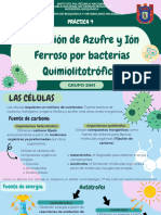 Práctica No.5. Oxidación de Fierro y Azufre Por Bacterias Quimiolitotróficas