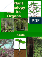 Botany Roots