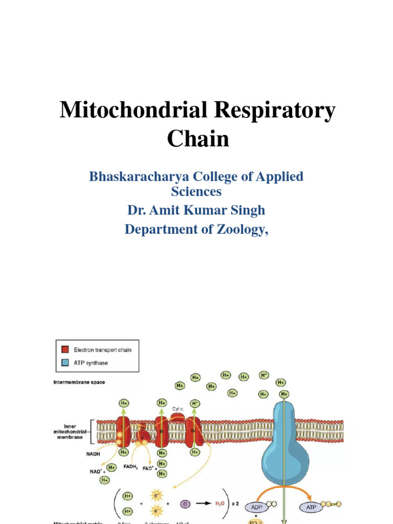 Mitochondrial Respiratory Chain: Bhaskaracharya College of Applied ...