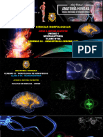 AH TM - Clase N°06a - Neuroanatomia - Cerebro III - Morfologia Externa de Los Hemisferios TM UNMSM