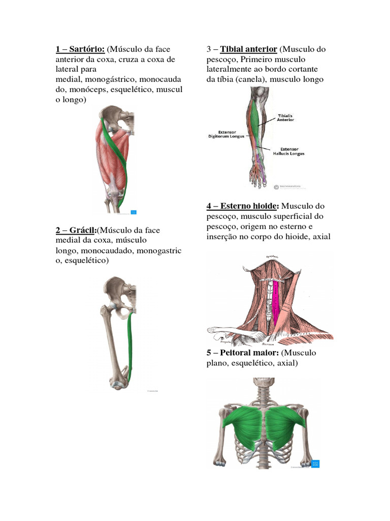 Lista De Músculos Classificação Pdf Tecido Macio Anatomia Humana