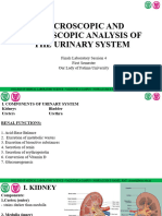 Finals - Macroscopic and Micropscopic Analyisis of The Urinary System (Finals Lab Session 4)