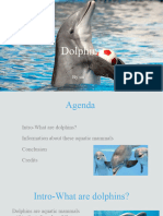 Dolphins - An Information Text