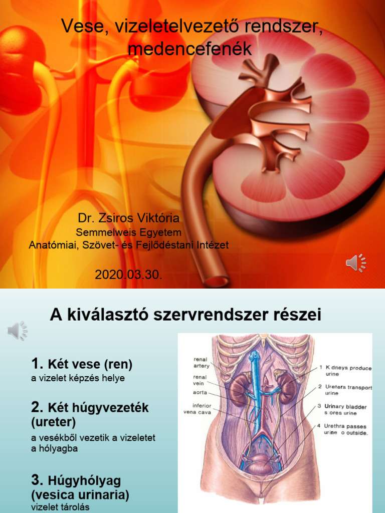 Zsiros Viktória Hun Vese Vizeletelvezeto Rendszer Medencefenek | PDF