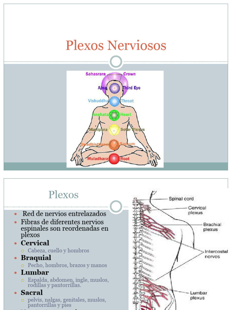 Anatomía de los Plexos Nerviosos | PDF | Anatomía humana | Sistema ...