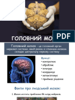 Головний мозок людини.