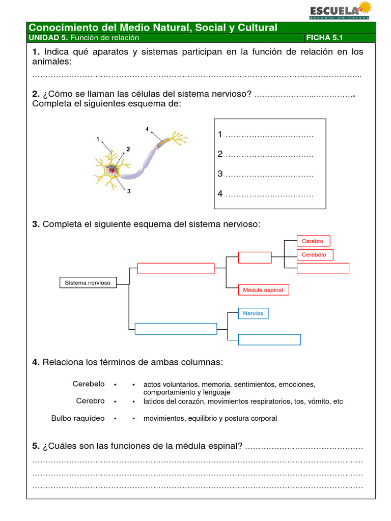 Función de Relación en Animales | PDF | Sistema nervioso | Neurona