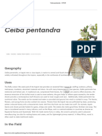 Ceiba Pentandra Infor 4