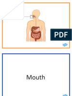 Digestive System Cards