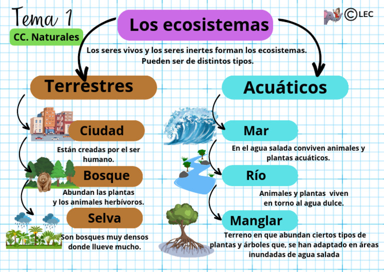 Esquema Tema 1 CC Naturales (2 Parte) | PDF