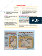 Sistema Endocrino