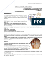 Sistema Nervioso - Resumen