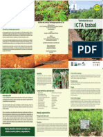 Trifoliar Yuca ICTA IZABAL, Junio 2022