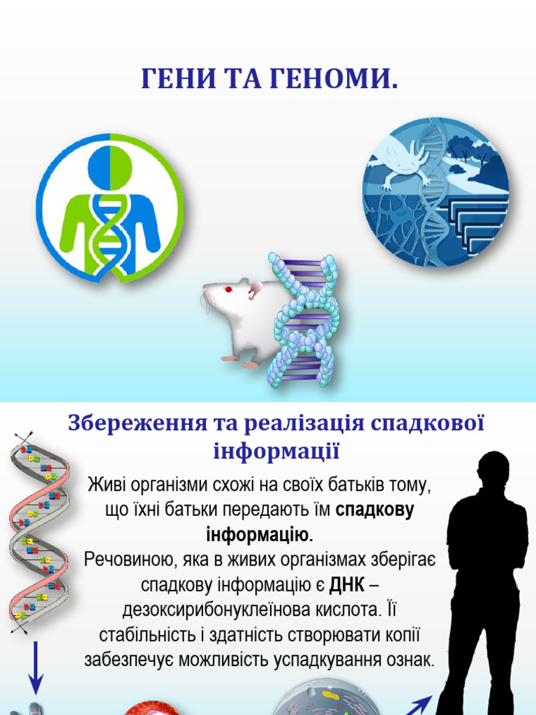 24.1 Гени та геноми | PDF