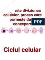 Ciclul Celular Slides-88608