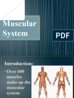 Muscular System Power Point