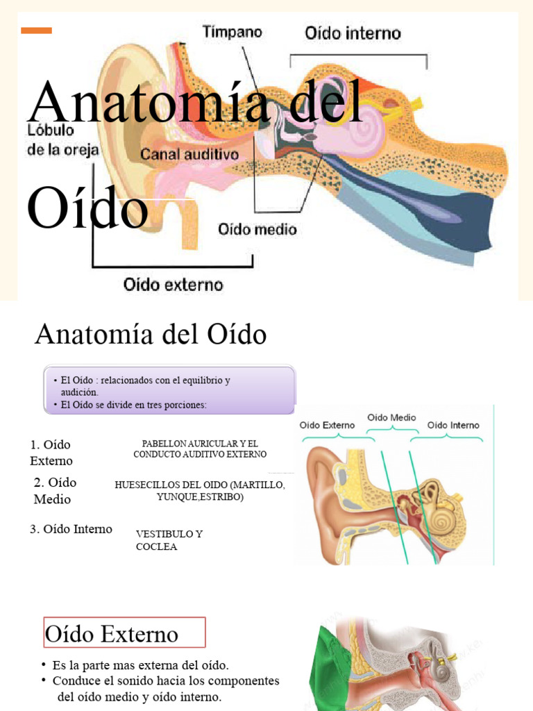 Anatomia Del Oido Descargar Gratis Pdf Oído Escuchando