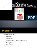 22digestive System