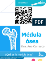 Medula Osea