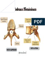 Vértebras Toracicas - Mimundomed