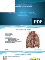 Arterias Carotida Interna - Subclavia