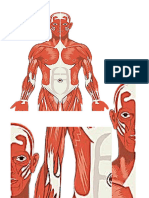 Anatomia y Fisiologia Del Sistema Muscular