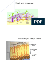 Cell Membrane