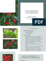 Red-Berried Elderberry-Eco