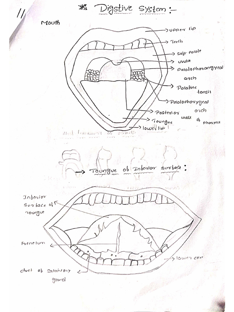 Anatomy Drawings | PDF