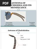 Antenna of Chalcidoidea and Its Significance 22