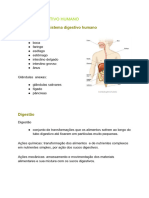 Sistema Digestivo Humano