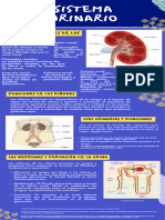 Sistema Urinario