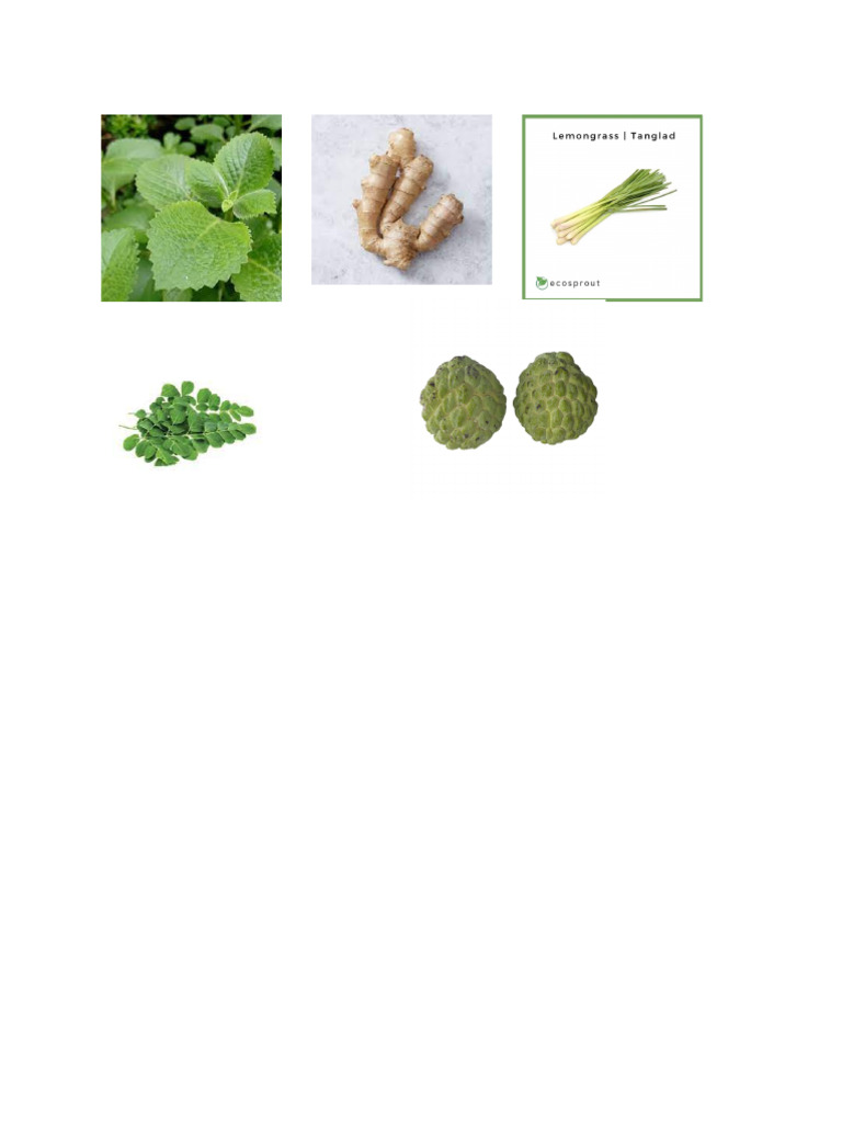 Medicinal Herbs PDF