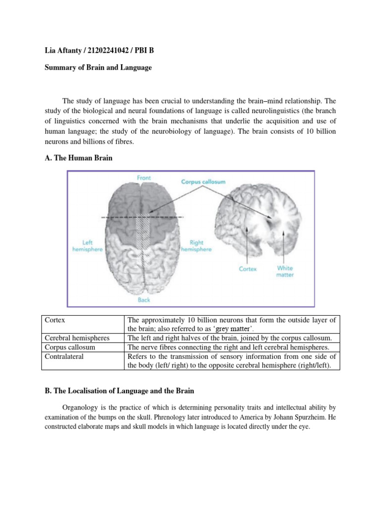 Lia Aftanty - 21202241042 - Summary of Brain and Language | PDF
