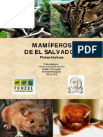 Mamiferos de El Salvador