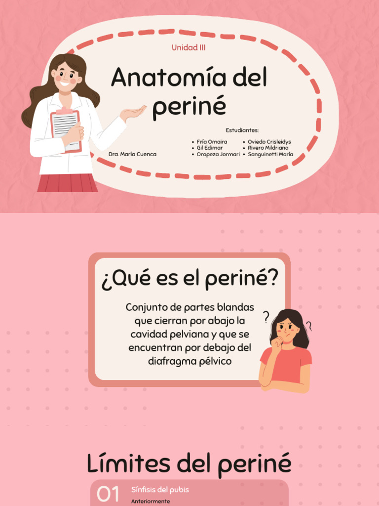 Anatomía del Periné y sus Estructuras | PDF | Sistema ...