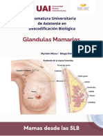 Glandulas Mamarias (1)