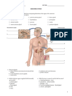 Endocrine System Worksheets